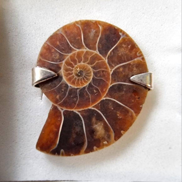 Ammonite Fossil Sterling Silver Ring - Picture 1 of 7